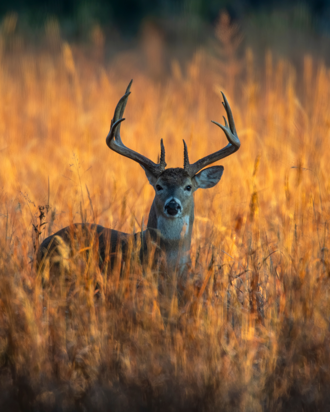 Read the Does Car Insurance Cover Hitting a Deer in Illinois? blog post